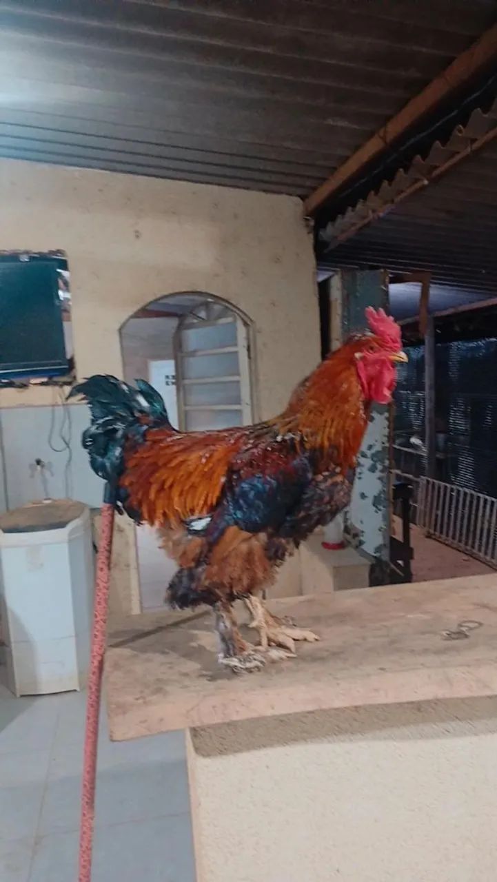 Galo brahma  - Foto 4