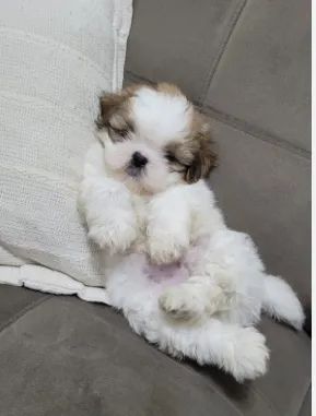 doação de shih tzu