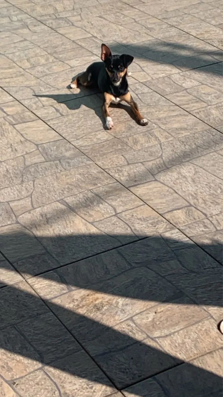 Doação de pincher  - Foto 3
