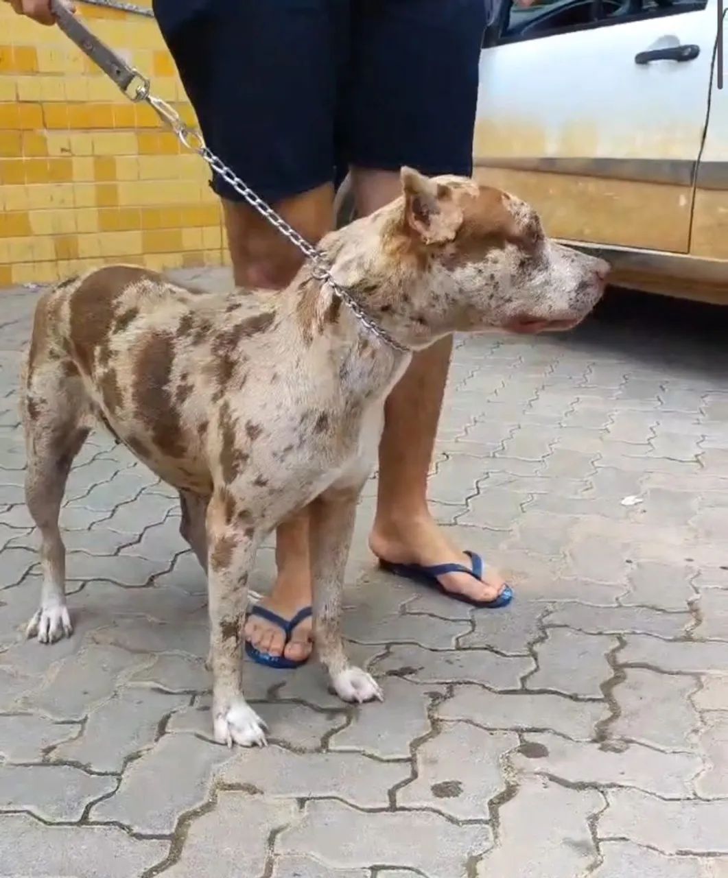 Filhotes de Pitmonster com pedigree  - Foto 4