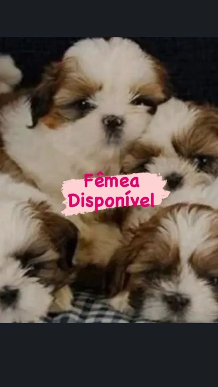 Shih tzu - Foto 3