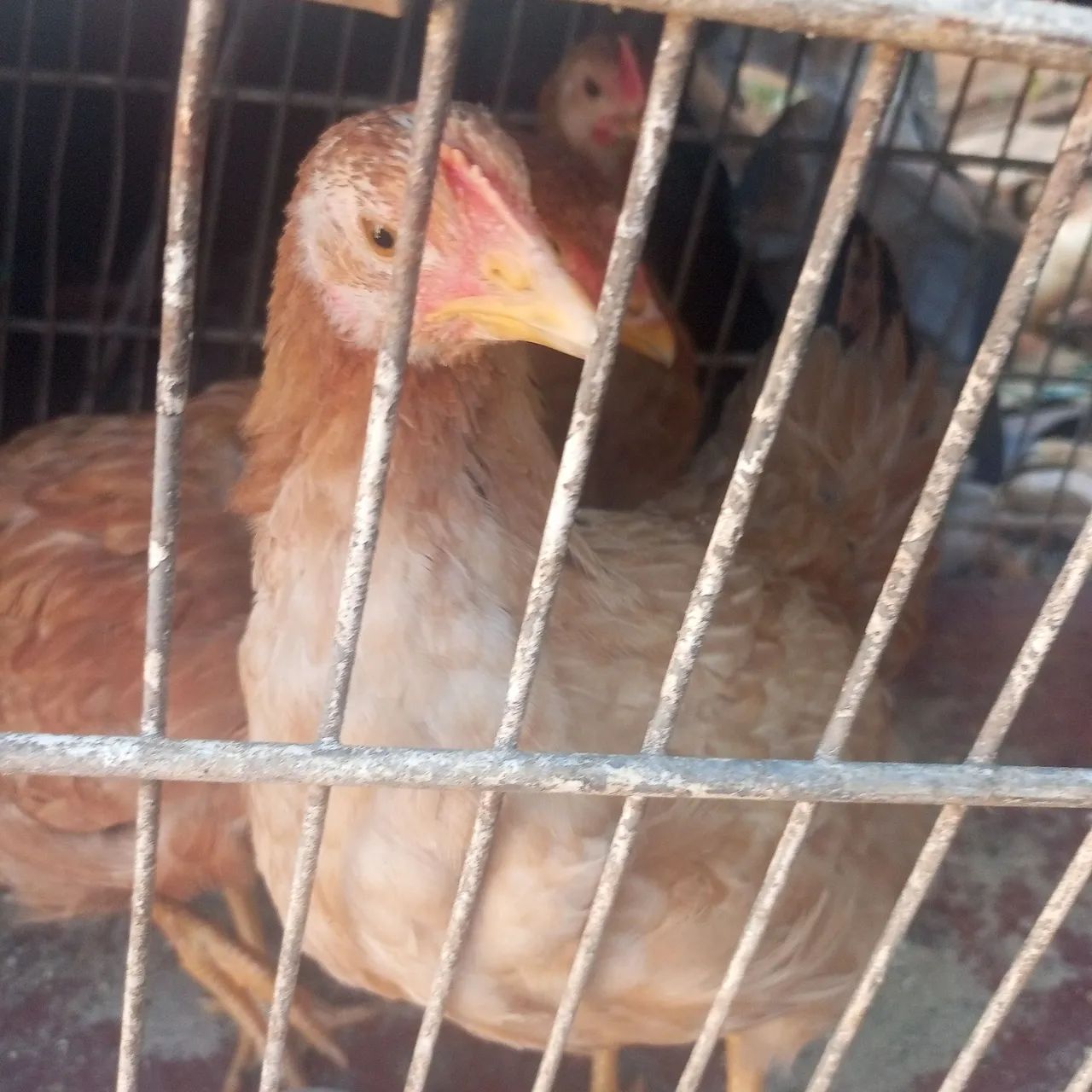 Frango Caipira 70 - Foto 2