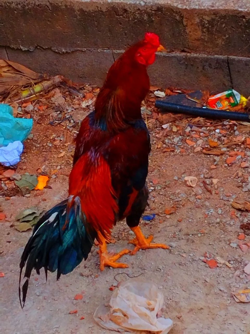 Galo caipira