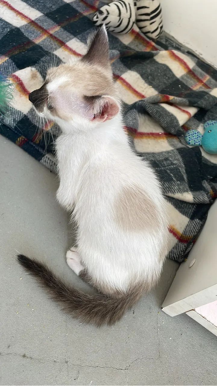 Gatinha dócil  - Foto 3