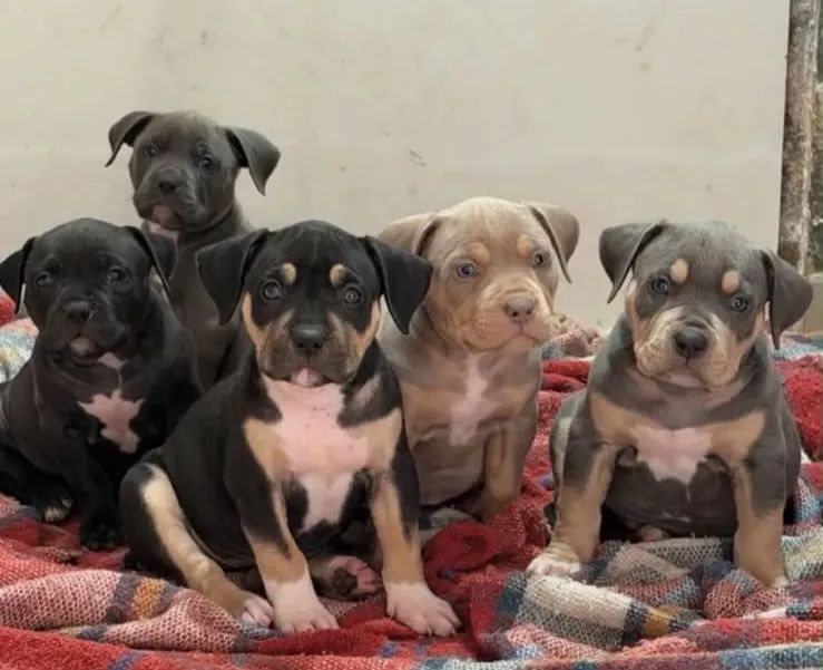 American Bully - Foto 3