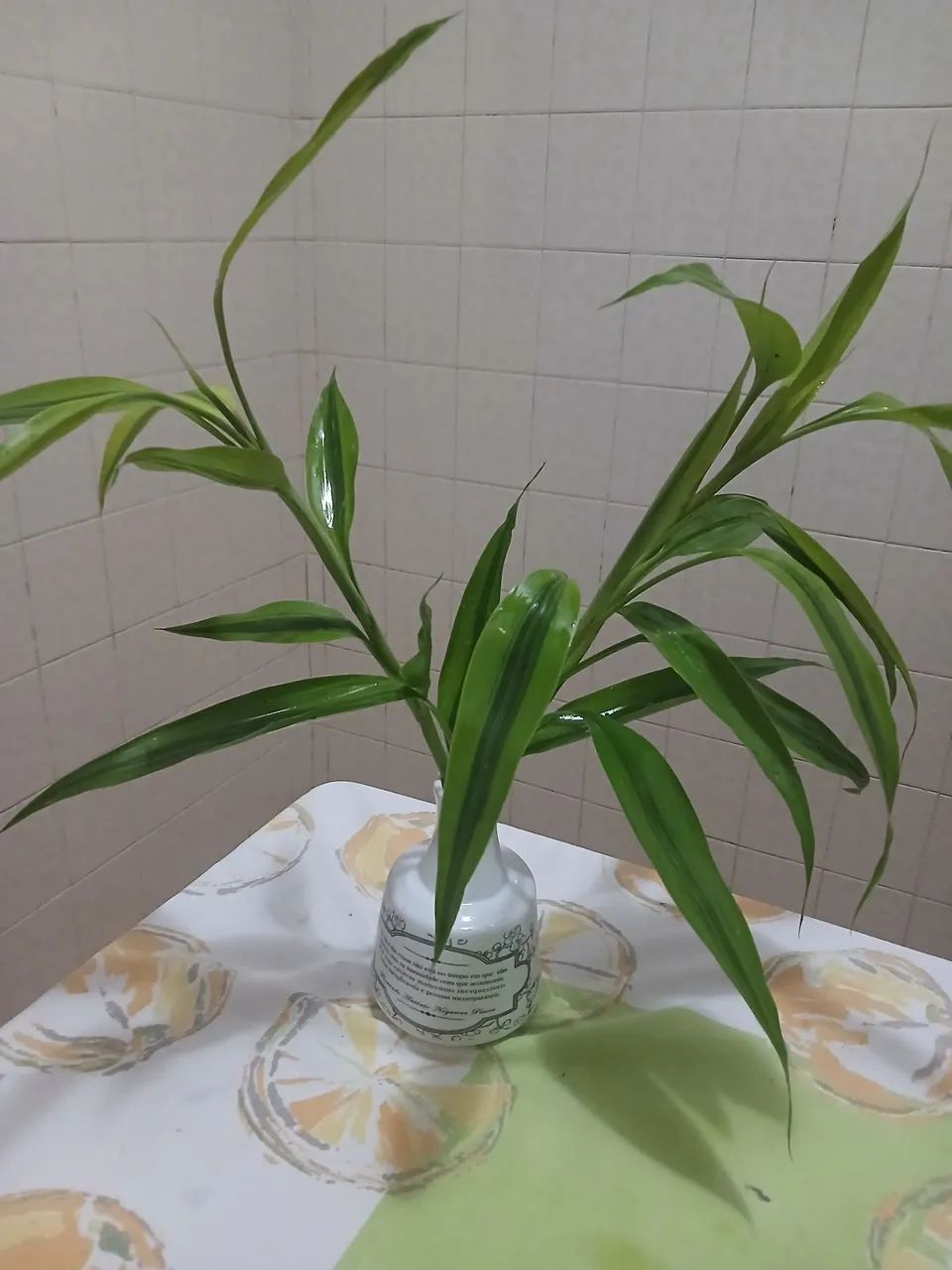 Bambu da sorte - Foto 3