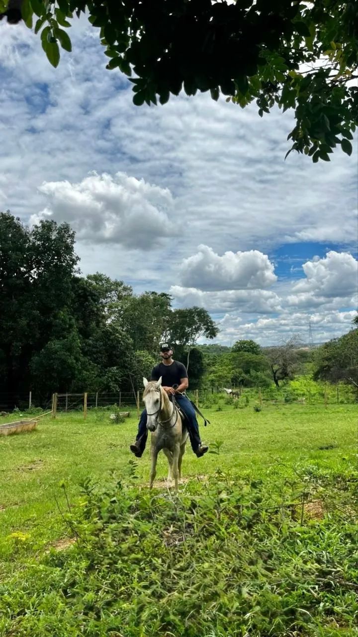Vendo cavalo mangalarga  - Foto 3