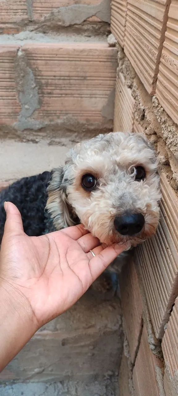 Doação de cachorra - Foto 2