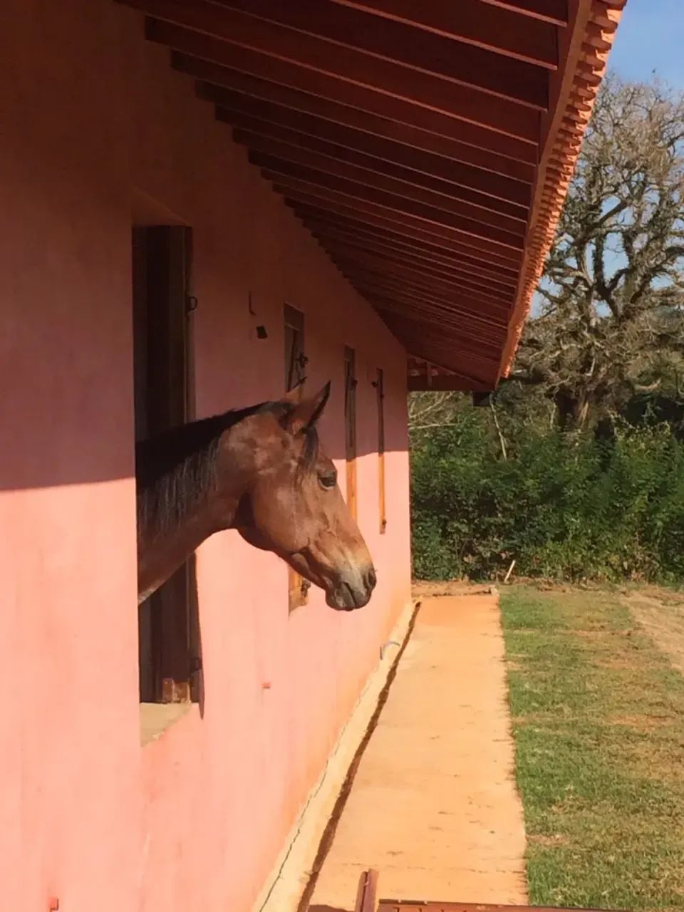Haras Jaguariúna/SP/BR - 321 - Foto 4