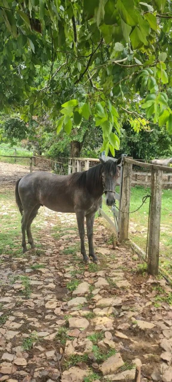 Potro - Foto 2