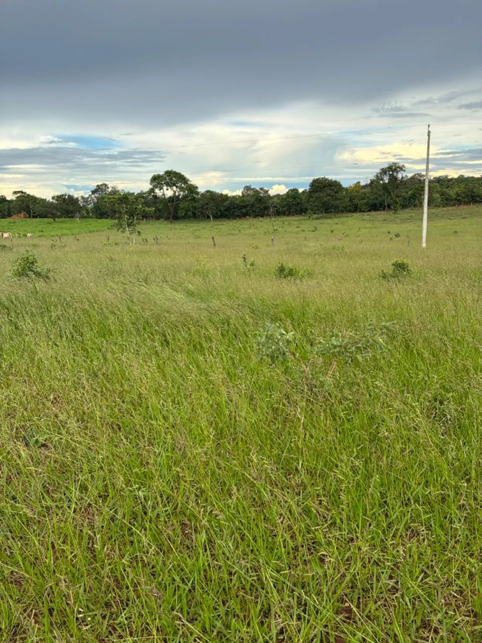 Chácara para Pecuária e Lazer  - Foto 4