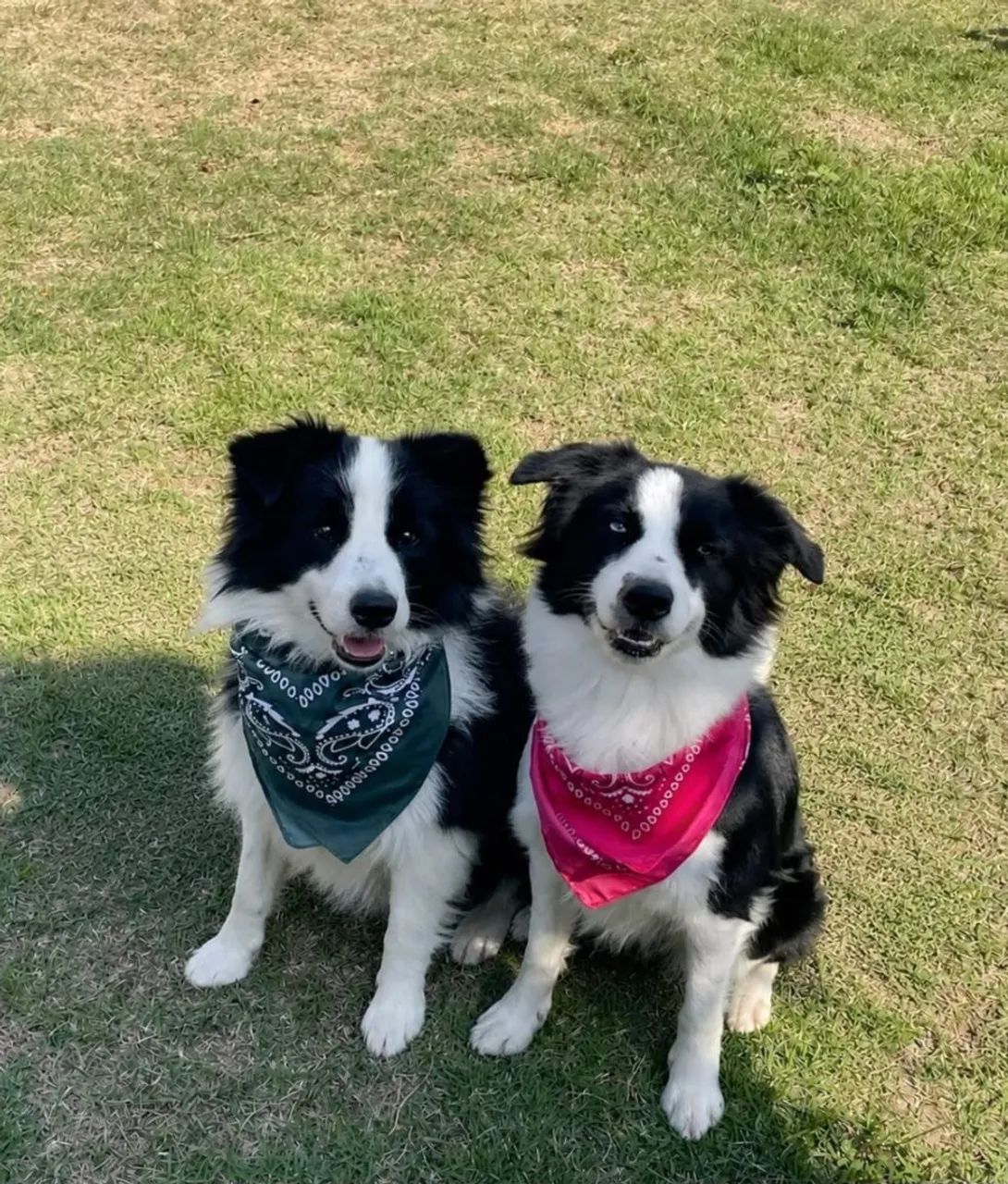 Filhotes de Border Collie