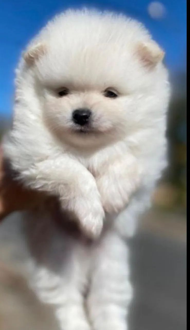 spitz alemão urso
