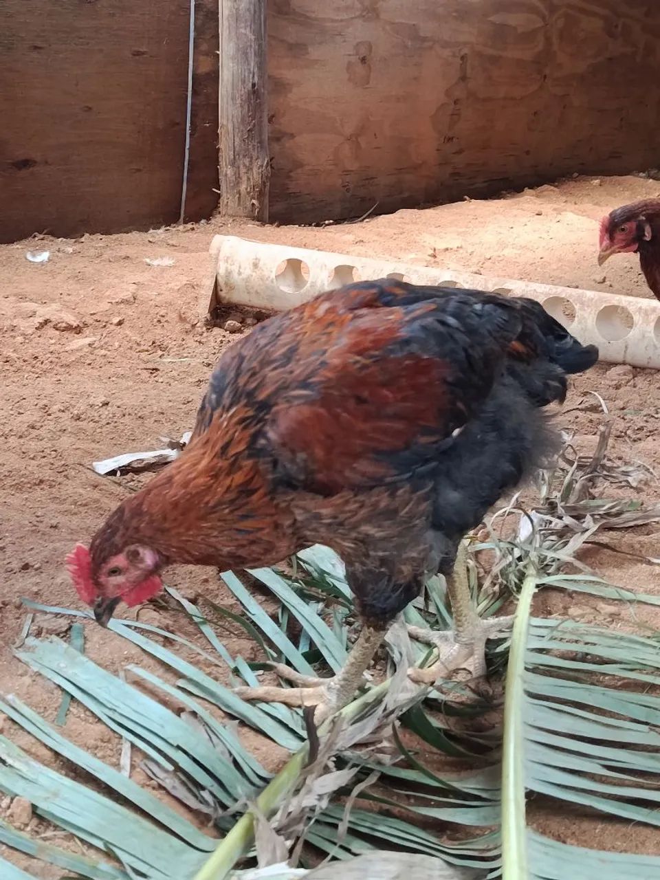Frango GSB BALÃO SERTANEJO  - Foto 4