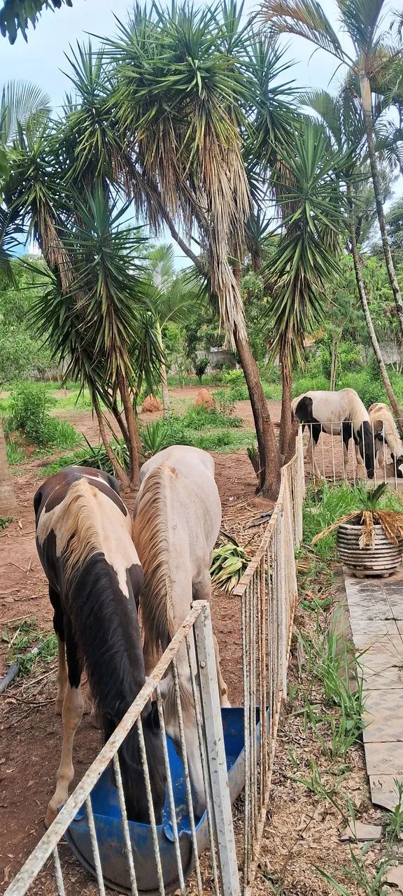 Vendo cavalo castrado marcha picada muito manso de menino andar esta com 3 anos - Foto 3