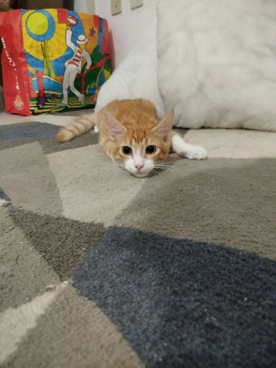 Gato pra doação  - Foto 3