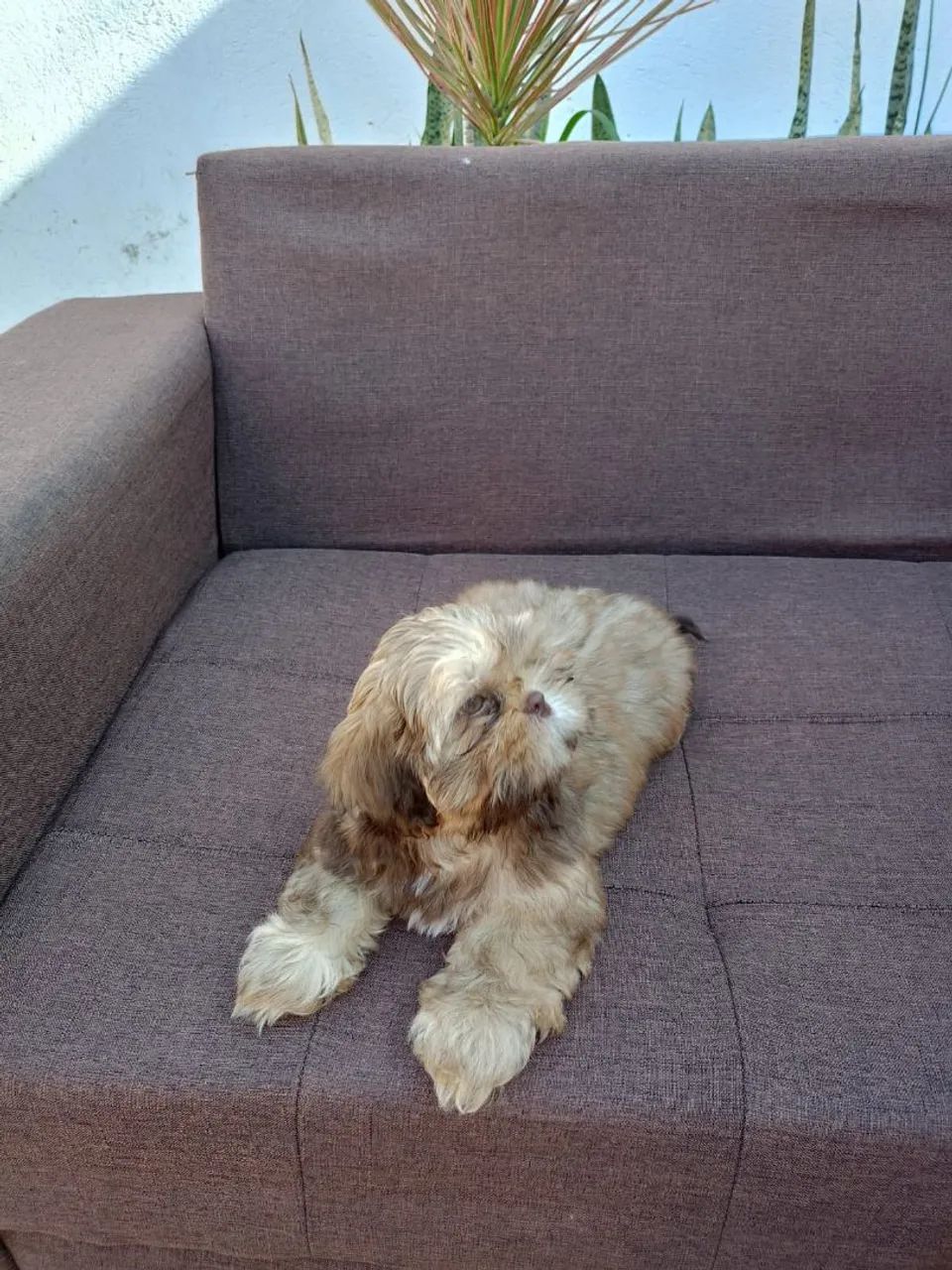 Filhotes Shih Tzu  - Foto 5