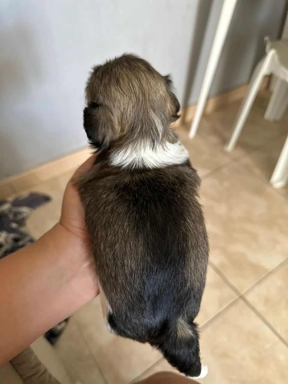 Filhotes shih tzu - Foto 2