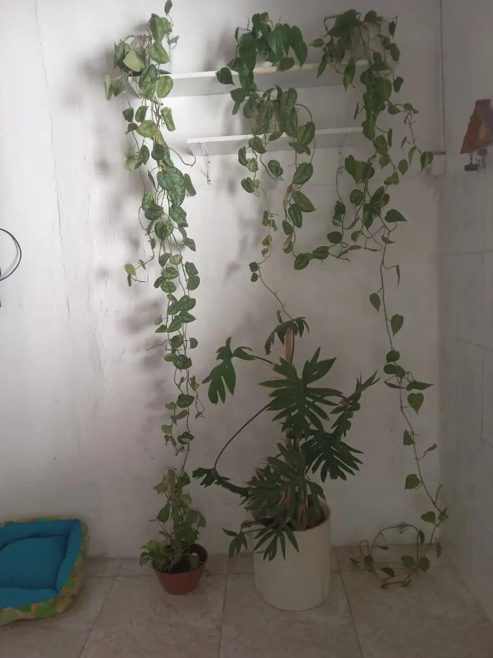 Todas as plantas e prateleira  - Foto 2