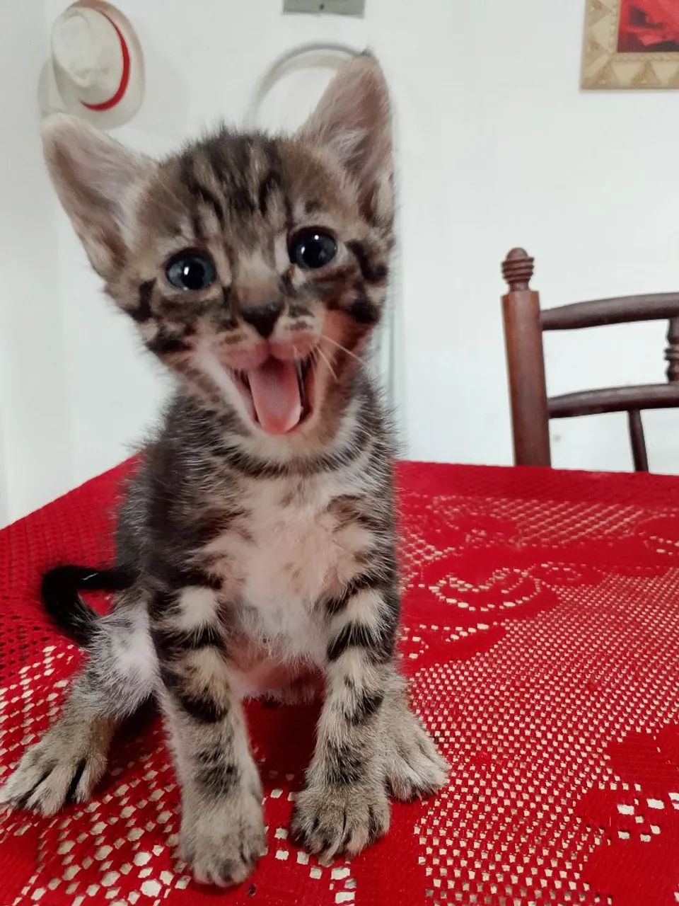 Adote uma gata - Foto 3