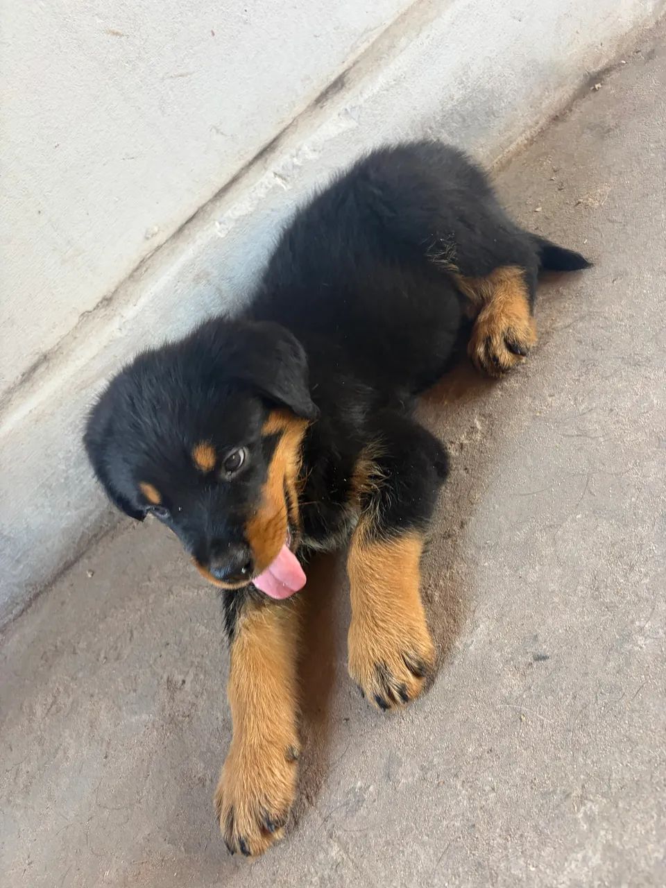 Cachorro