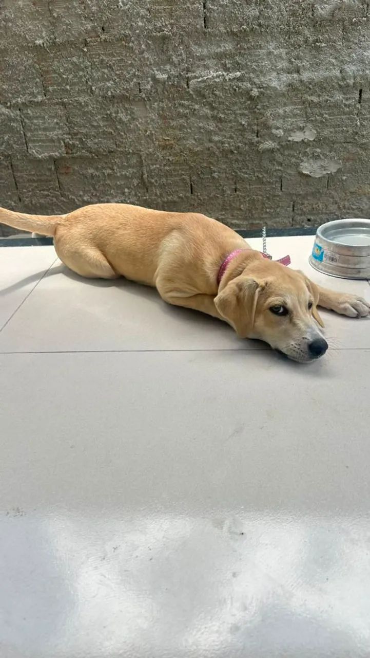 FILHOTES PRA DOAÇÃO  - Foto 5