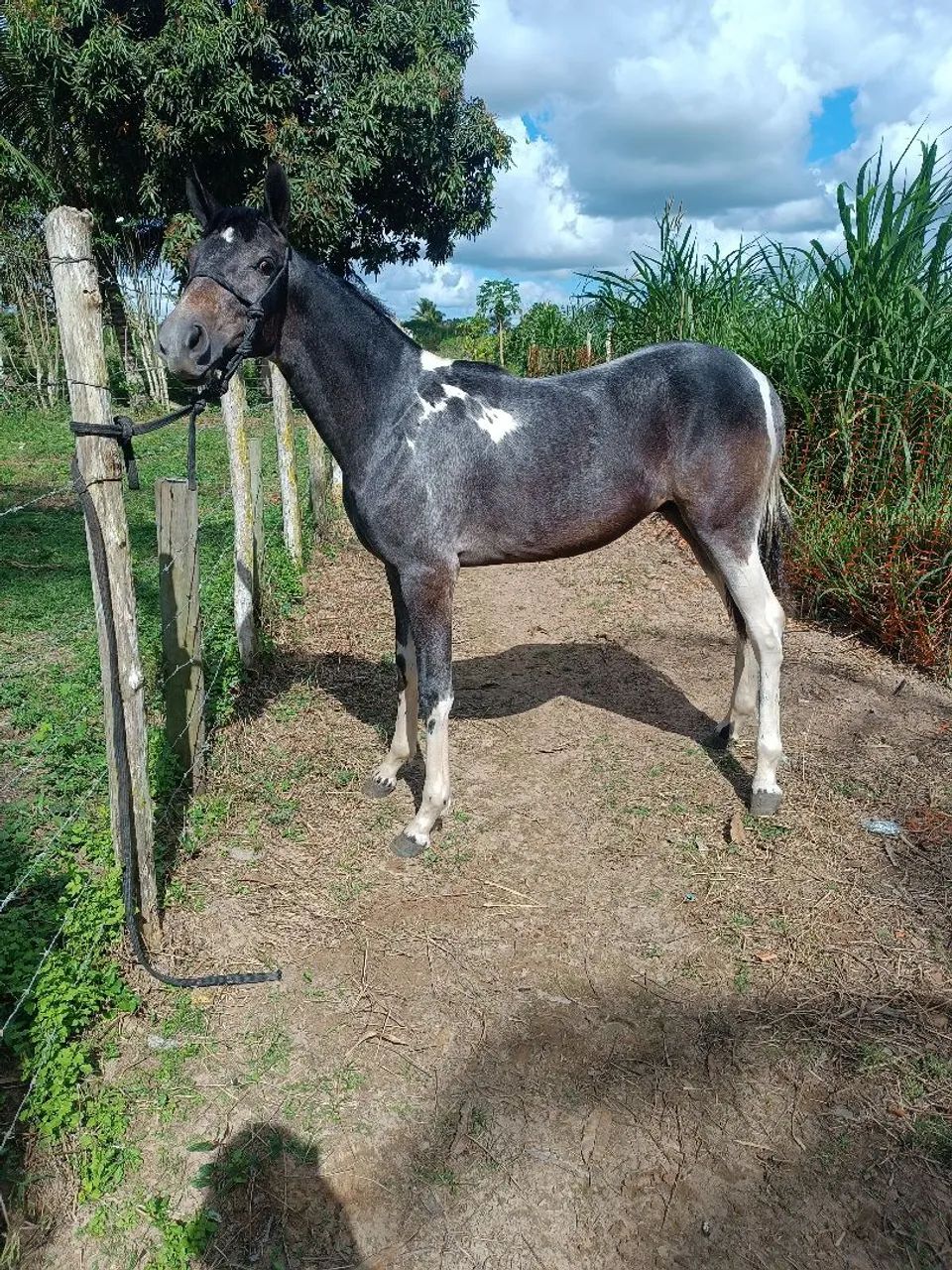 Potro MM de Picado  - Foto 3