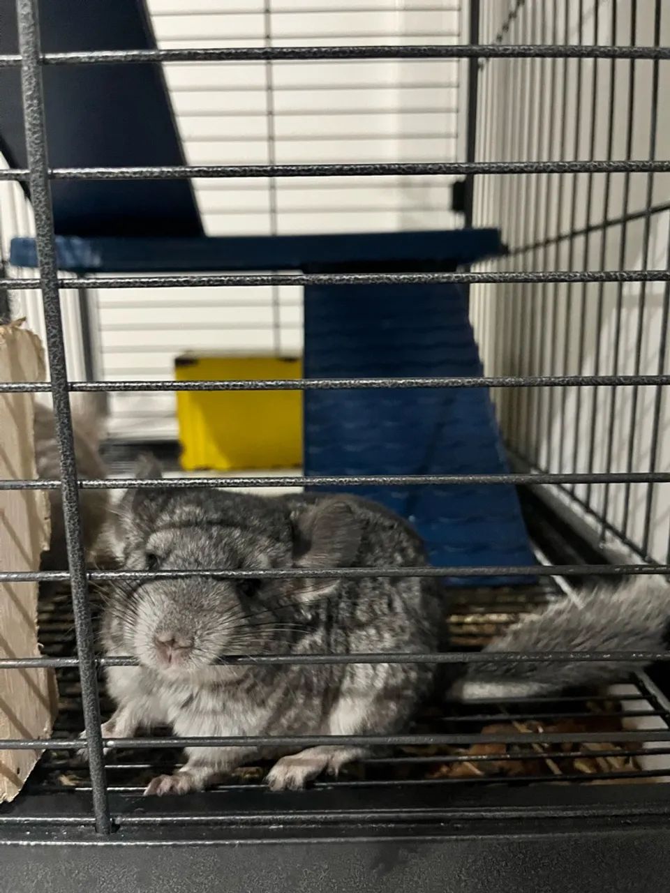 Chinchila Standard macho 