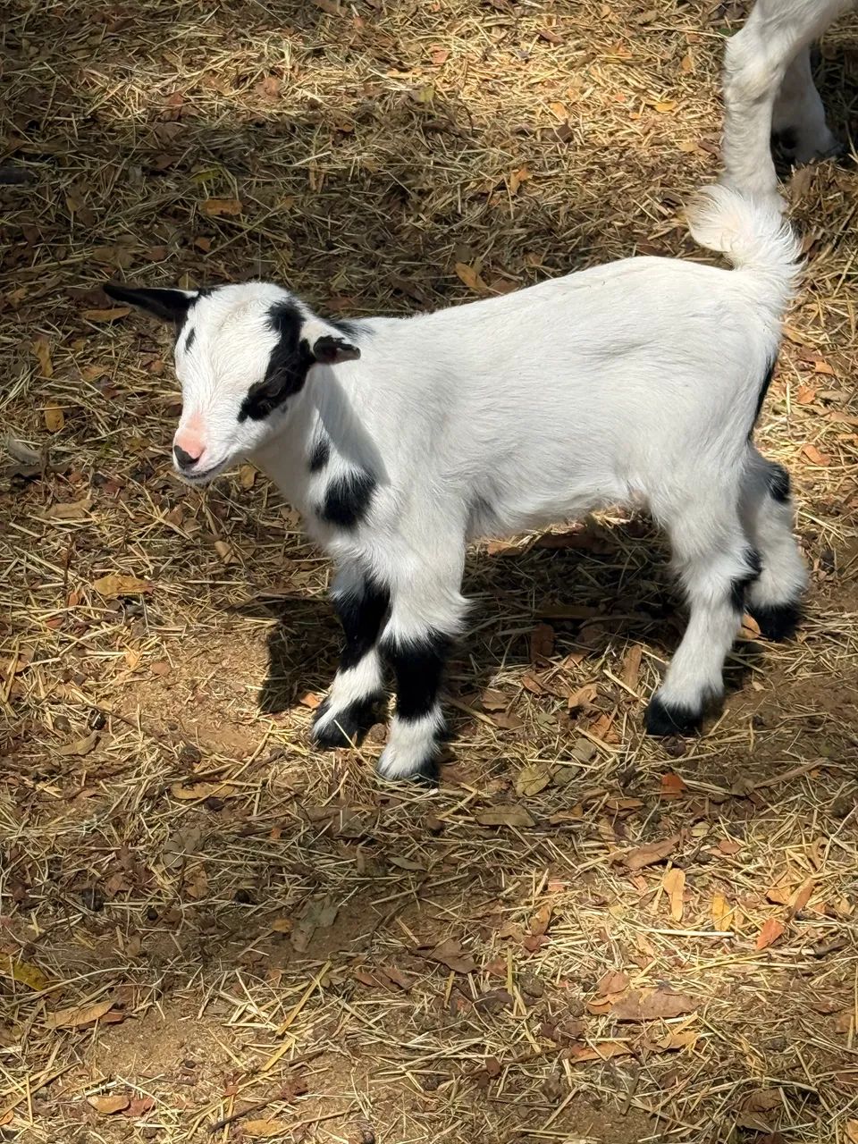 Mini bodes (mini cabras, mini animais, carneiros, dorper) - Foto 4