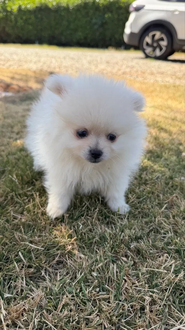 Lulu da pomerania - Foto 4