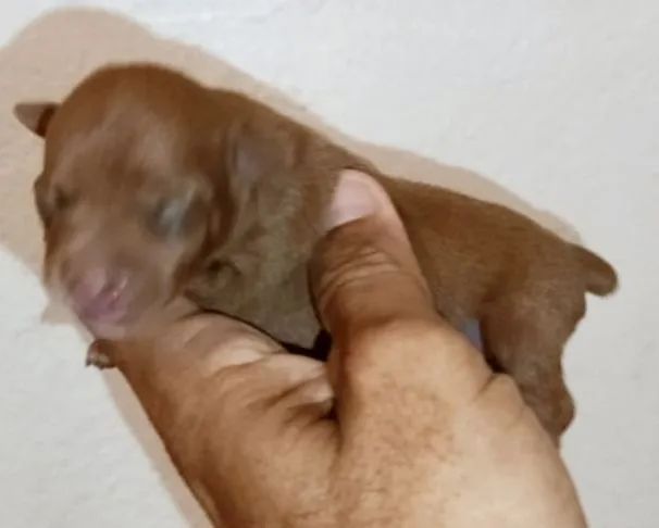 Pinscher miniaturas - Foto 2
