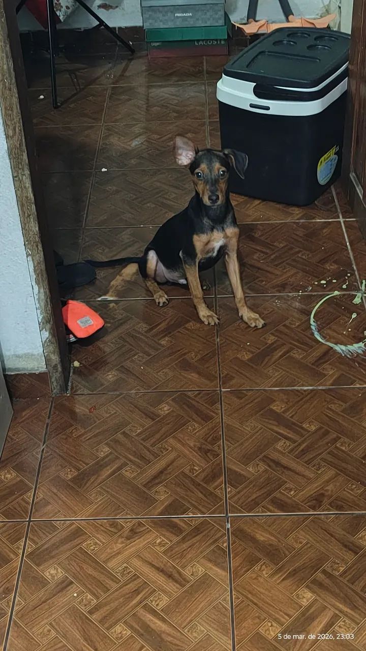 Doação  - Foto 3