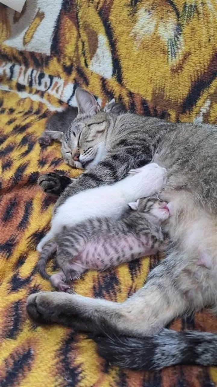 [ZS-SP] Adoção - Gata tigrada adulta castrada - Foto 3