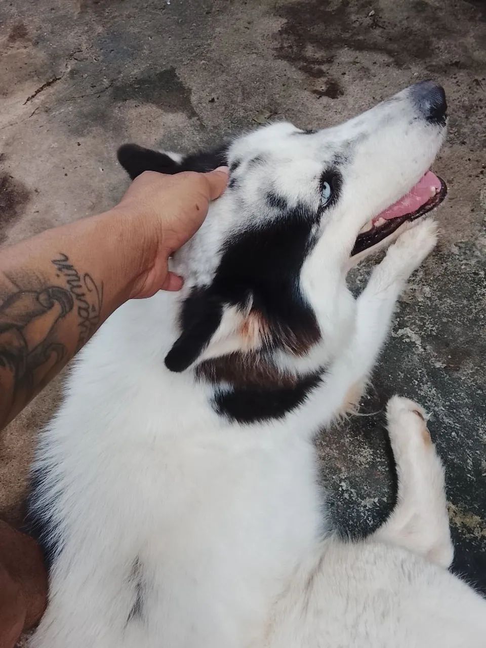 Siberiano  - Foto 2
