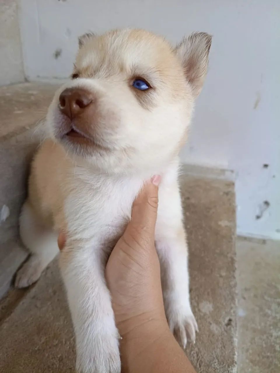Filhote de cachorro  - Foto 3