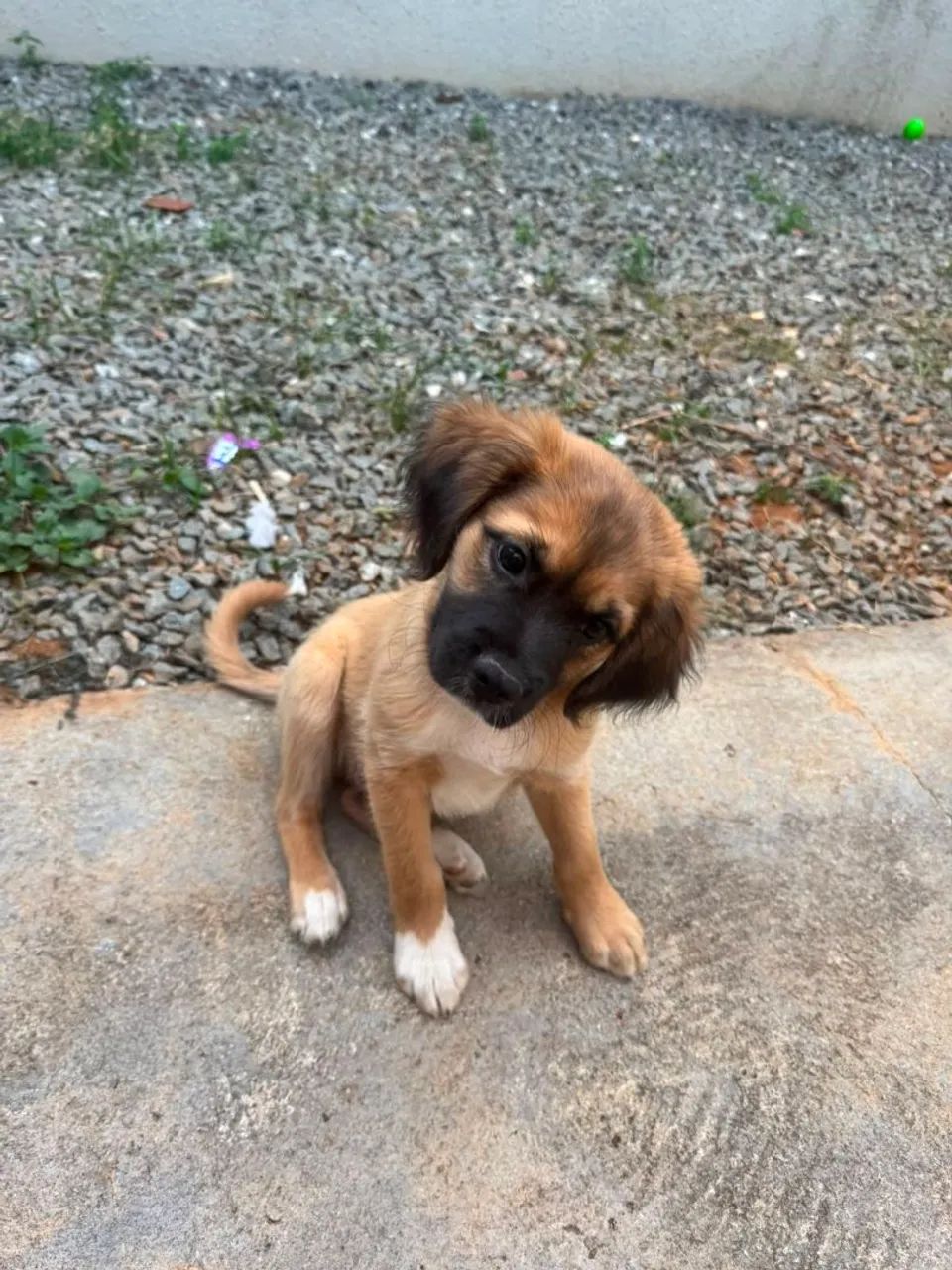 Cachorro macho porte médio  - Foto 3