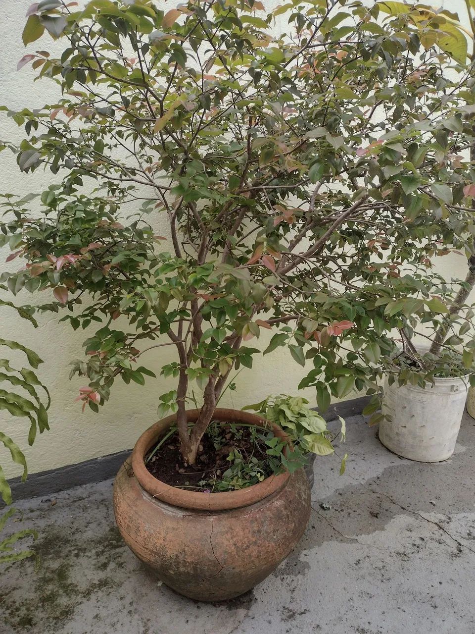Muda de Jabuticaba Graúda olho de boi