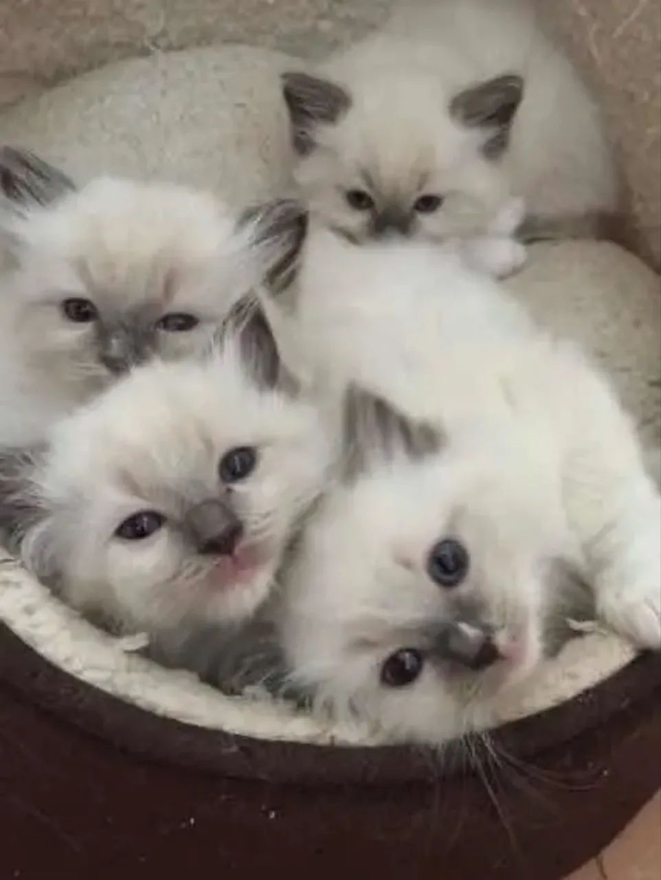 Filhotes de gato Ragdoll ou Siberiano - Foto 6