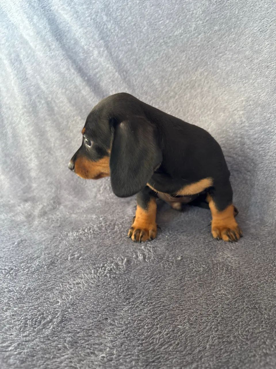 Dachshund  - Foto 5