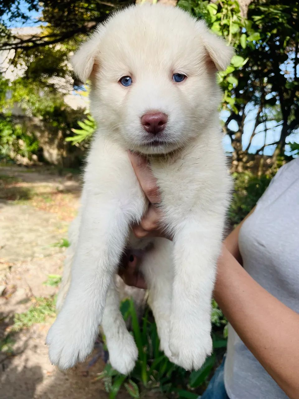 Husky siberiano 