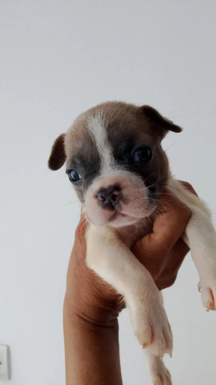 Bulldog francês  - Foto 4