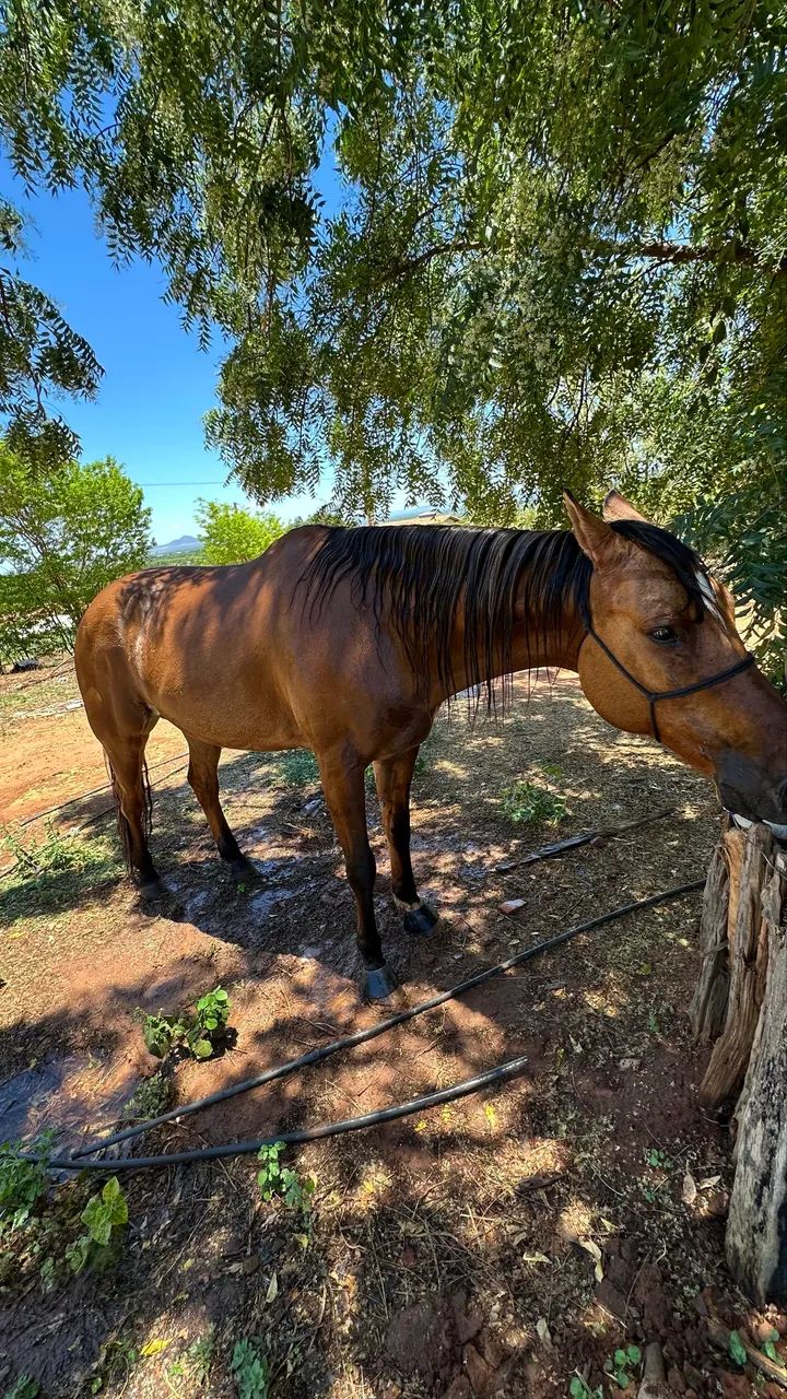 Cavalo de vaquejada