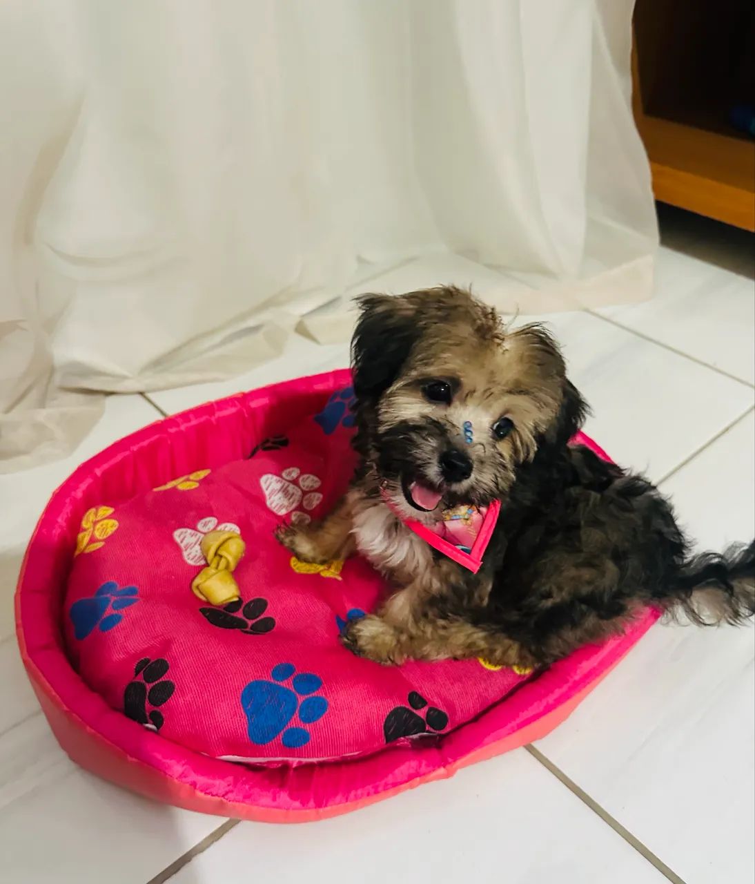 Vendo Shihtzu fêmea,3meses,com vermífugo e vacinada,muito inteligente - Foto 3