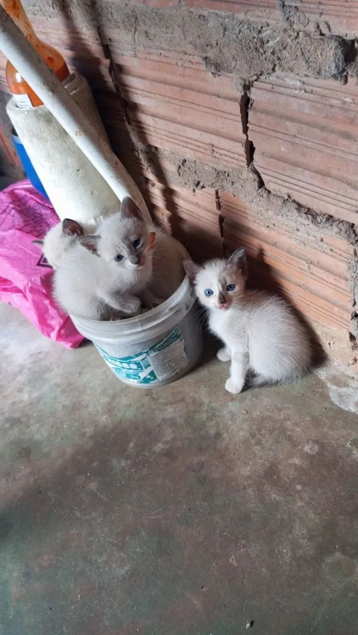 Adote um gatinho  - Foto 5