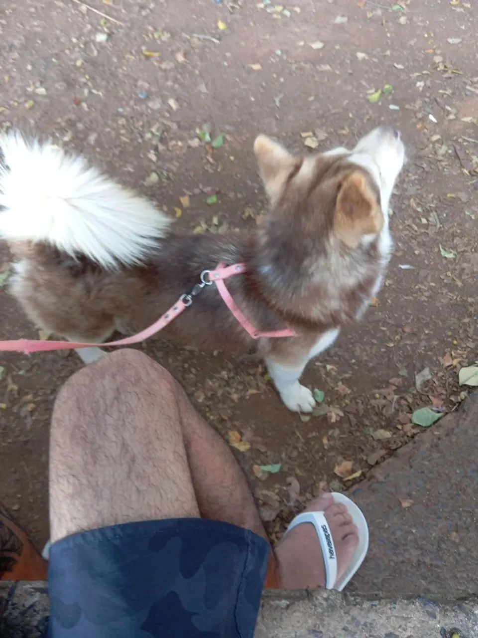 Alaskan Klee Kai - Foto 3