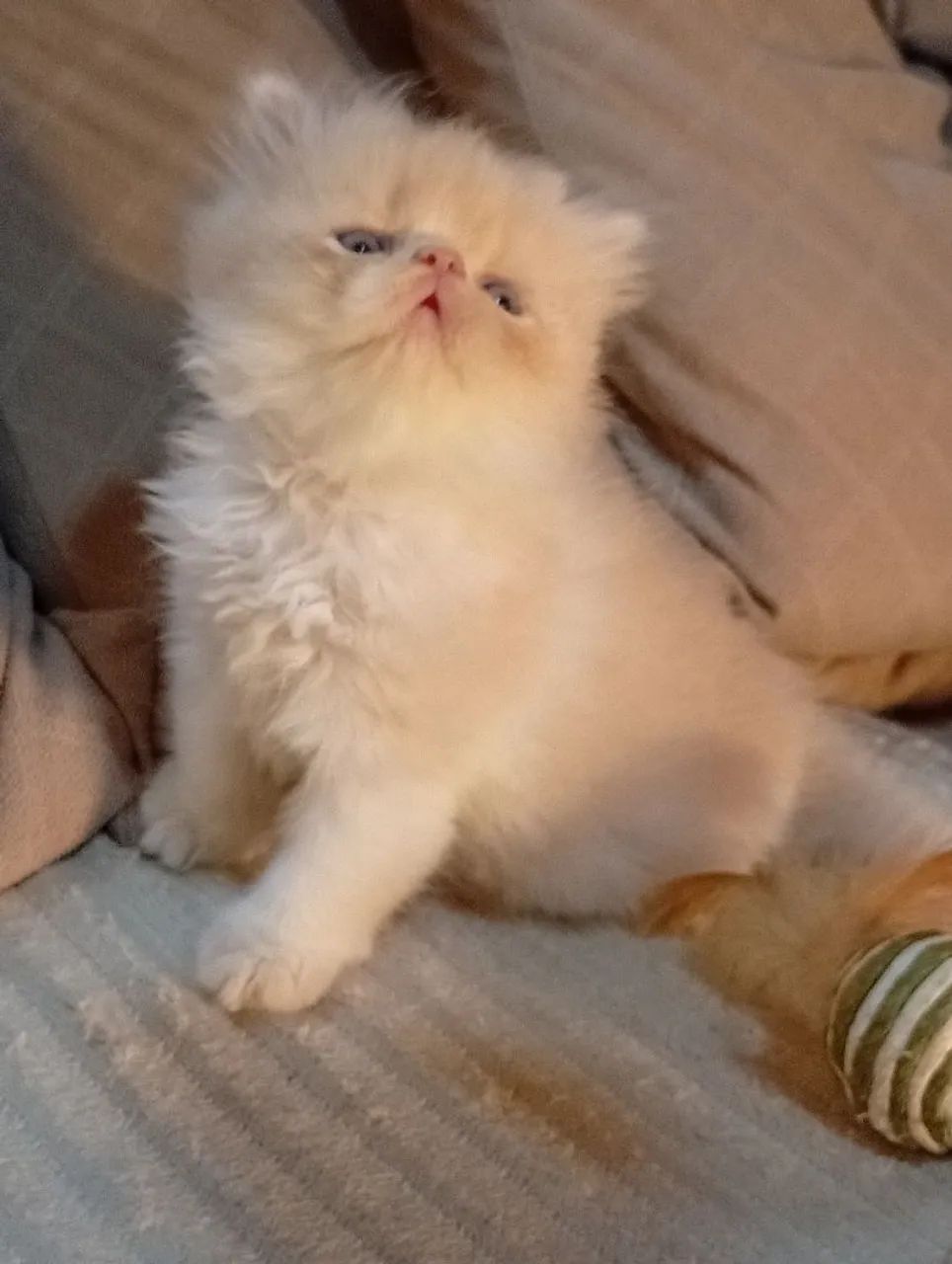 Filhotes de gato persa macho  - Foto 4