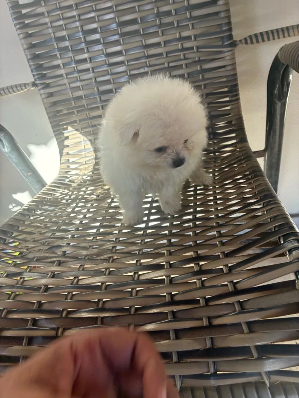 Lulu da pomeranea  - Foto 5