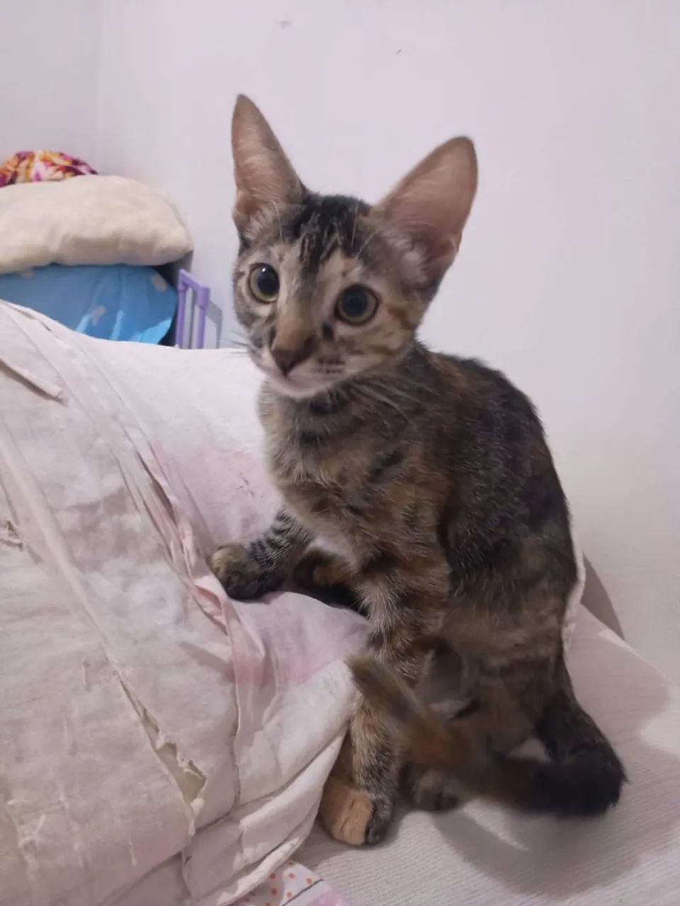 Estou doando essa gatinha 