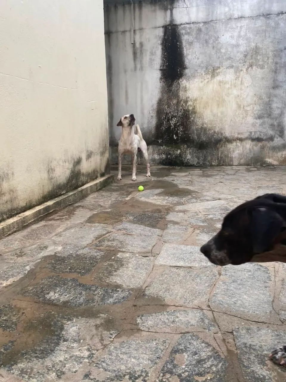 Doação  - Foto 3