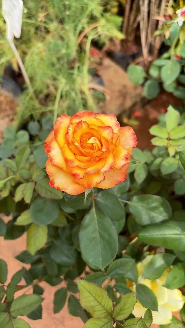 Roseiras variadas  - Foto 2